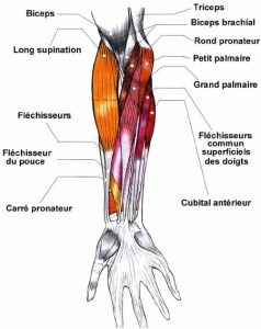avant-bras-muscles-antérieurs