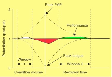 Potentiation-post-activation-et-Fatigue-powerliftingmag