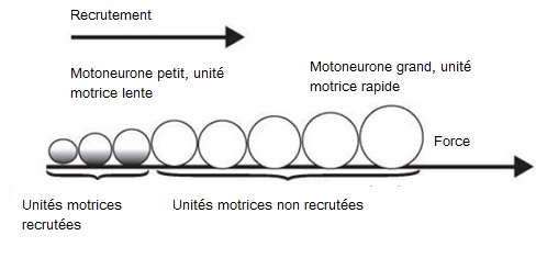 recrutement-motoneurone-unite-motrice-force-powerliftingmag