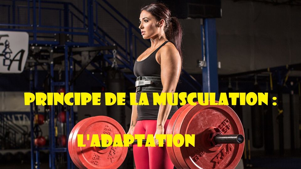 Principes de musculation : Le principe d'adaptation (I