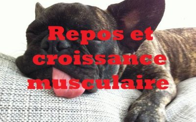 Repos et croissance musculaire