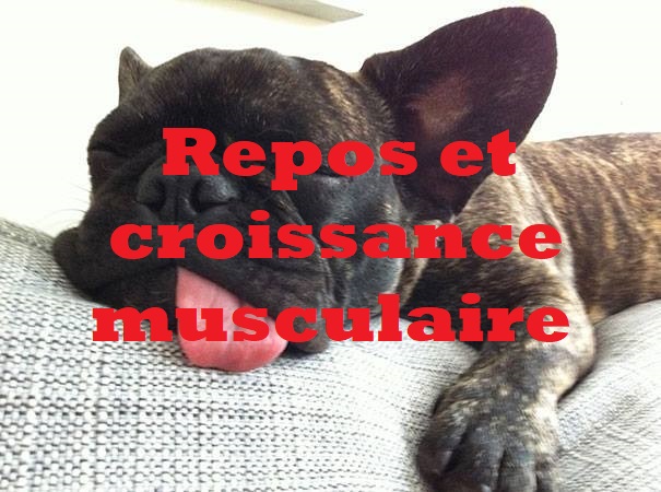 Repos et croissance musculaire