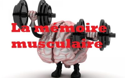 Le rôle et l’importance de la mémoire musculaire
