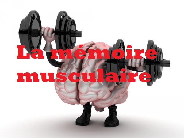 Le rôle et l’importance de la mémoire musculaire